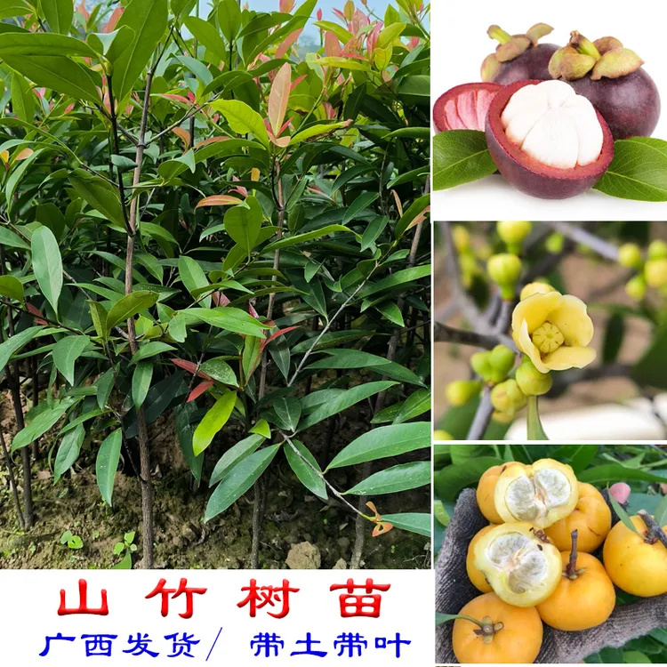 广西山竹树苗岭南黄金山竹罗檬树泰国山竹发货杯苗带土地栽盆栽