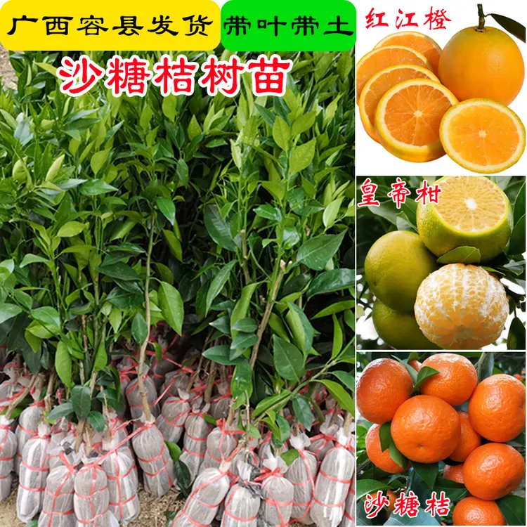 正宗砂糖桔橘子树苗果树沙糖桔嫁接苗盆栽地栽南北方四季种植
