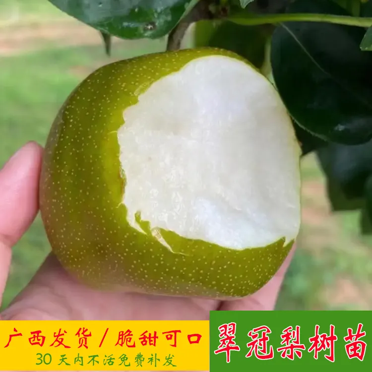 翠冠梨树苗沙梨苗桂花甜脆梨水果树苗嫁接南北方种植大果李子树
