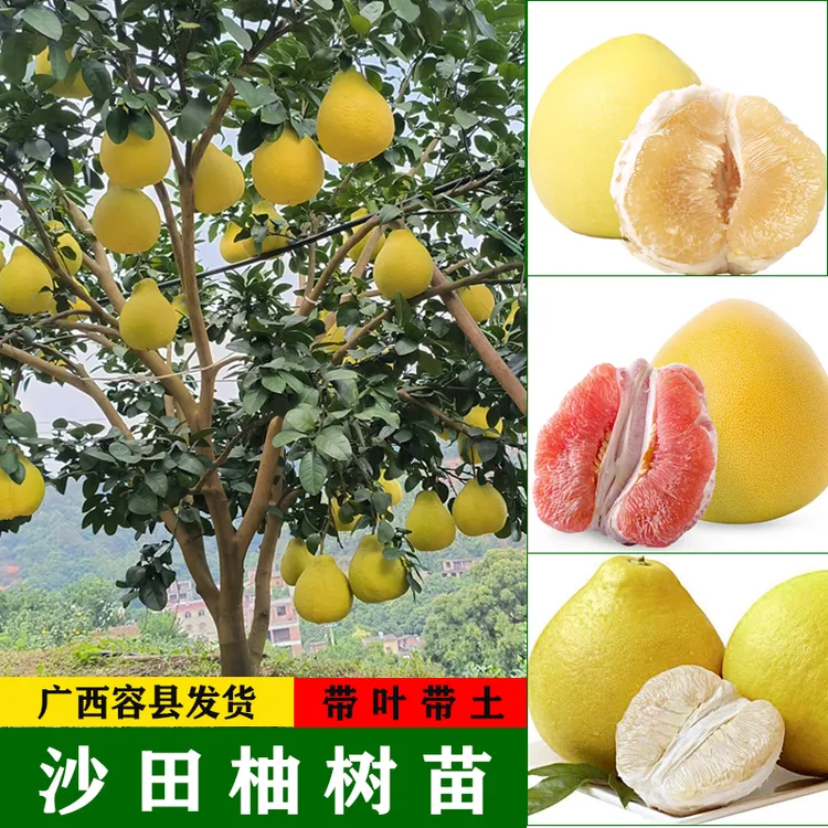 广西容县沙田柚纯甜无酸免授粉红心白心蜜柚嫁接苗带土带叶发货