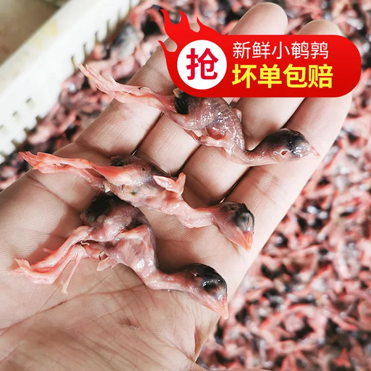 新鲜小鹌鹑肉鹌鹑幼崽鹌鹑雏现杀速冻肉类宠物零食生骨肉包邮