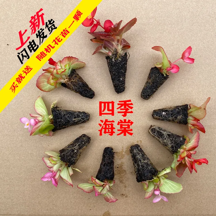 园寻园艺花卉盆栽【四季海棠】穴盘苗,家庭阳台庭院四季开花易爆盆