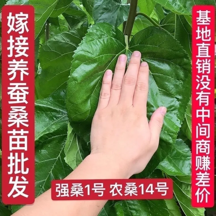 正宗专业养蚕嫁接桑苗强桑1号大叶农桑14号桑树苗高产良种桑叶树