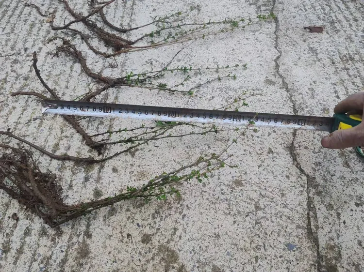 两年阳雀花苗，耐寒耐干旱可以吃的花