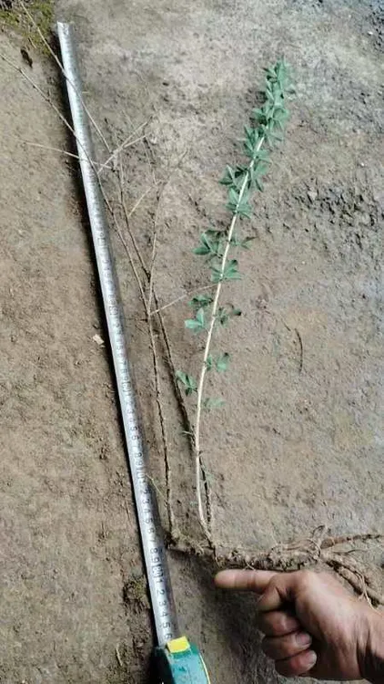 三年阳雀花种苗耐寒耐干旱根和花可以吃的