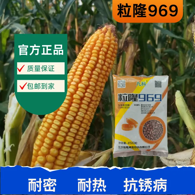 粒隆969玉米种 耐密种植 籽粒收 高温不花粒 抗锈病抗倒 产量高