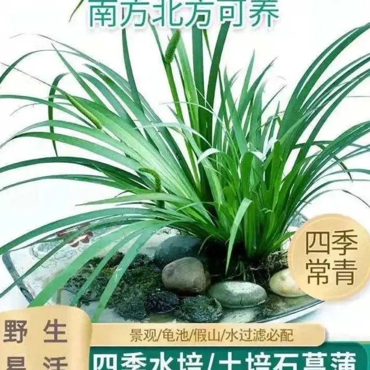 石菖蒲水草水生植物沼泽过滤挺水植物水培植物附龙根苗鱼龟缸水草