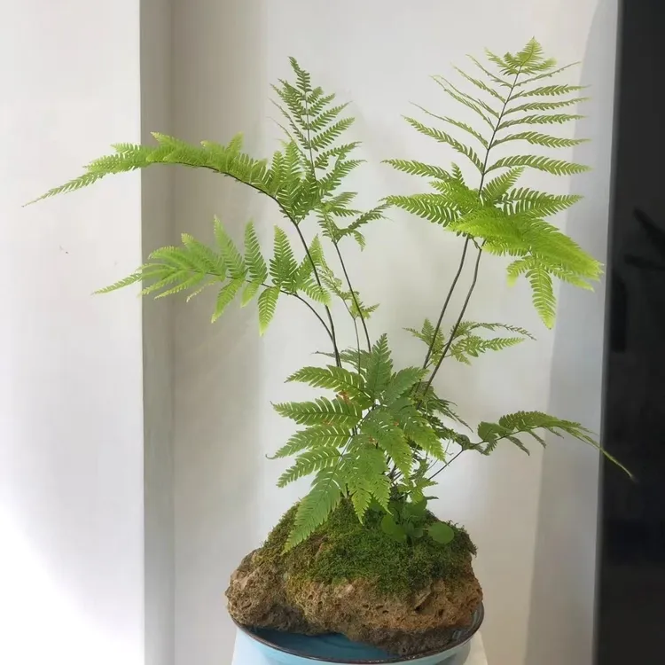  各种蕨类植物 石菖蒲等微景观绿植素材  四季常青 盆栽组合盆景