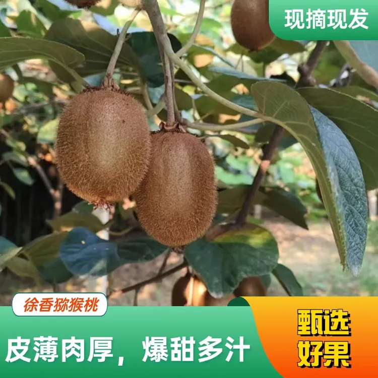 陕西绿心猕猴桃新鲜现摘香甜多汁当季水果