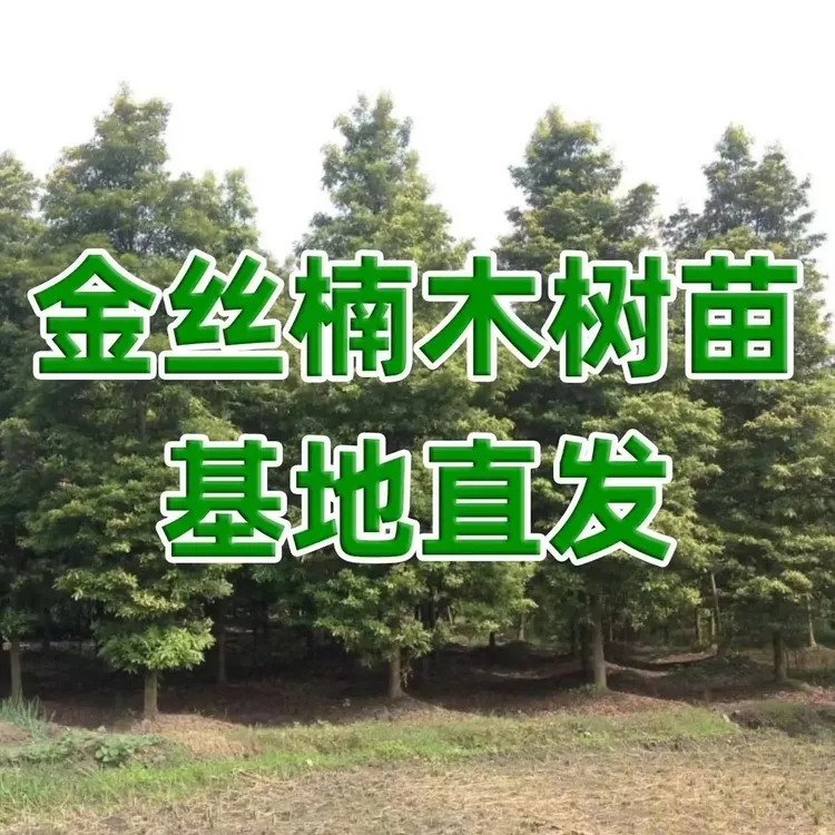 正宗名贵金丝楠木树苗大树小叶桢楠室外庭院绿植地栽盆栽四季常青