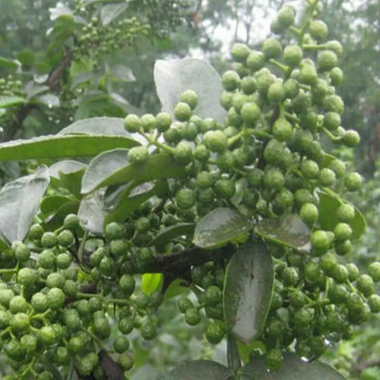 花椒苗当年结果四川麻椒树苗 青椒苗庭院阳台盆栽地栽果