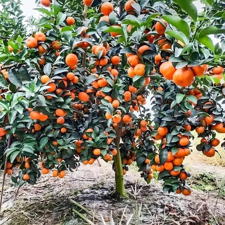 嫁接正宗无籽砂糖橘苗盆栽地栽无核沙糖桔南方北方果树苗当年结果