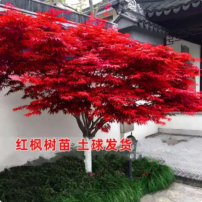 红枫树苗中国三季红日本红枫红舞姬庭院别墅四季红盆栽地栽红枫树