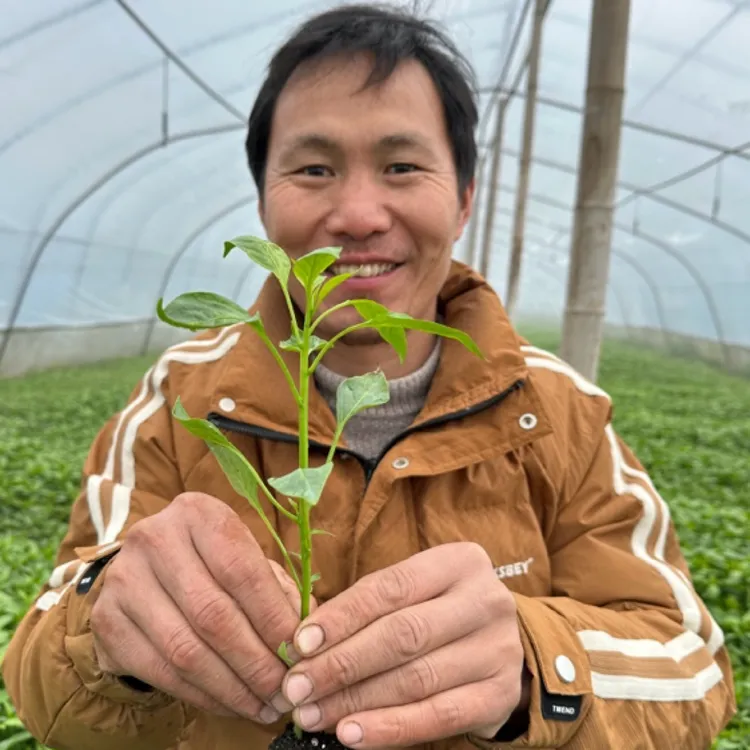 【究究辣椒苗】双峰好吃的究究辣椒苗