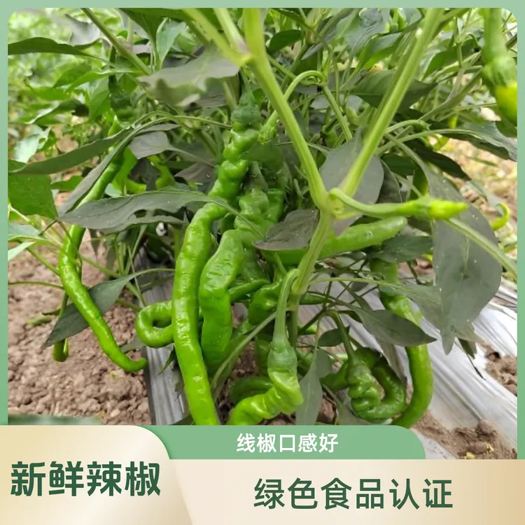 【拍二发三】2025年秋季辣椒，究究青辣椒，皮薄籽少肉软，香辣可口！
