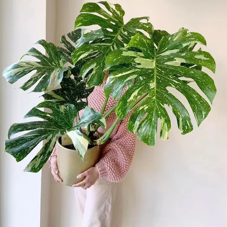 几何花开洒金龟背竹天南星科室内观叶绿植短茎撒金ins网红植物
