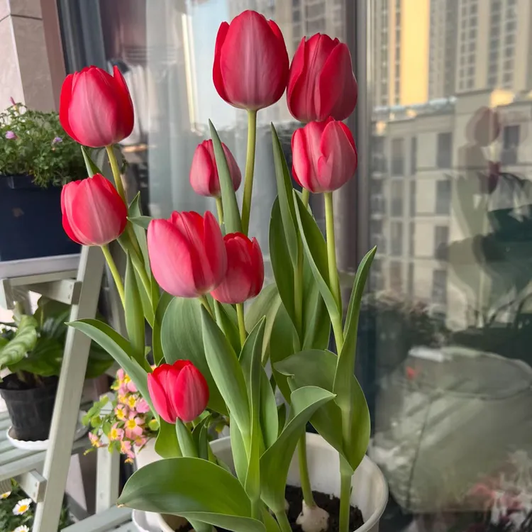 郁金香种球秋冬种植土培水培开花爆满室内外种植盆栽观花花卉种子