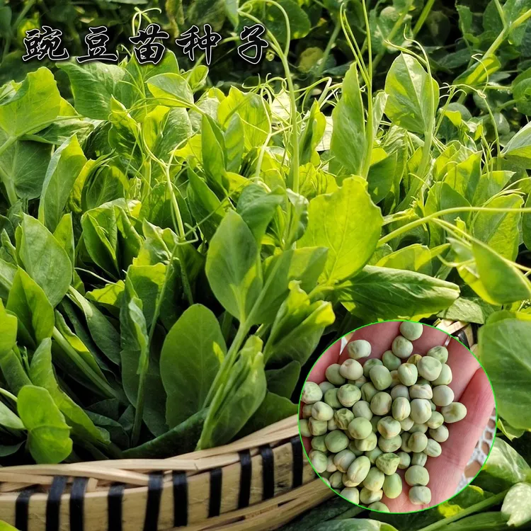 【多茬可水培豌豆尖种子】豌豆尖耐寒耐热蔬菜种子高产采收花盆小院