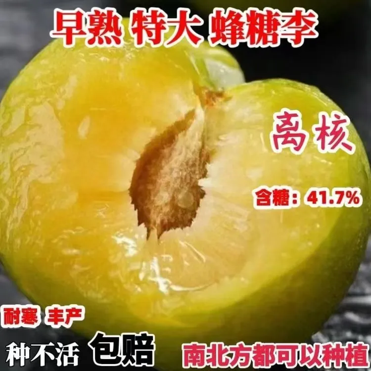 正宗大果三华李苗红心李子嫁接苗早晚熟树苗脆当年结果南北方种植