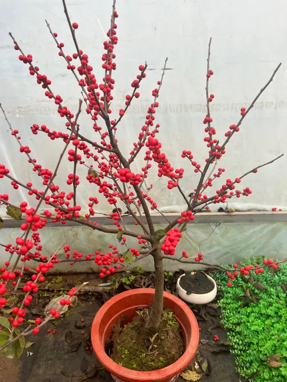 北美冬青耐寒好养南北方别墅庭院种植