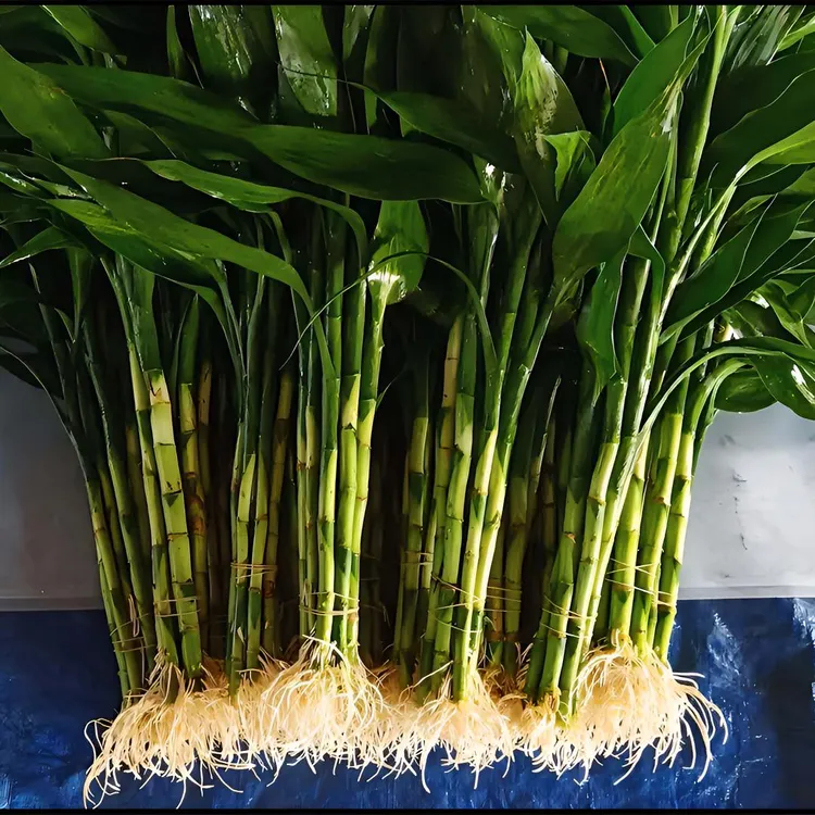 带根富贵竹绿植盆栽水培室内客厅土培绿色植物花卉绿植批发包邮