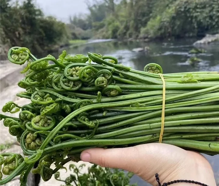 江西水蕨菜5斤包邮