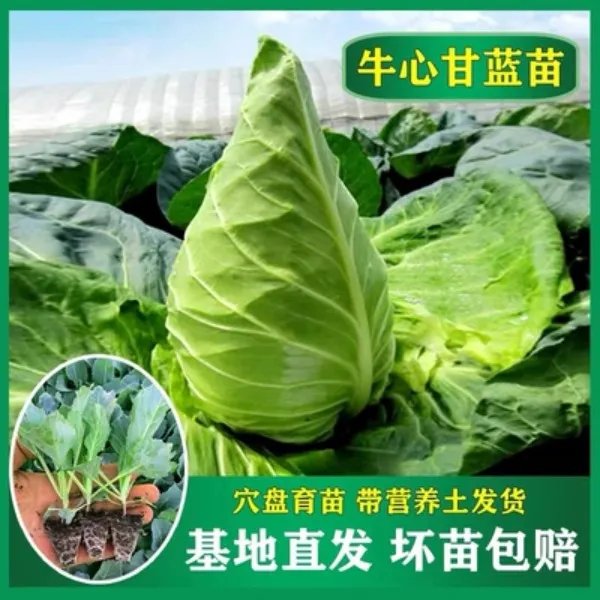 牛心甘蓝苗秋冬耐寒早熟高产卷心菜水果黄心包菜有机大头蔬菜苗