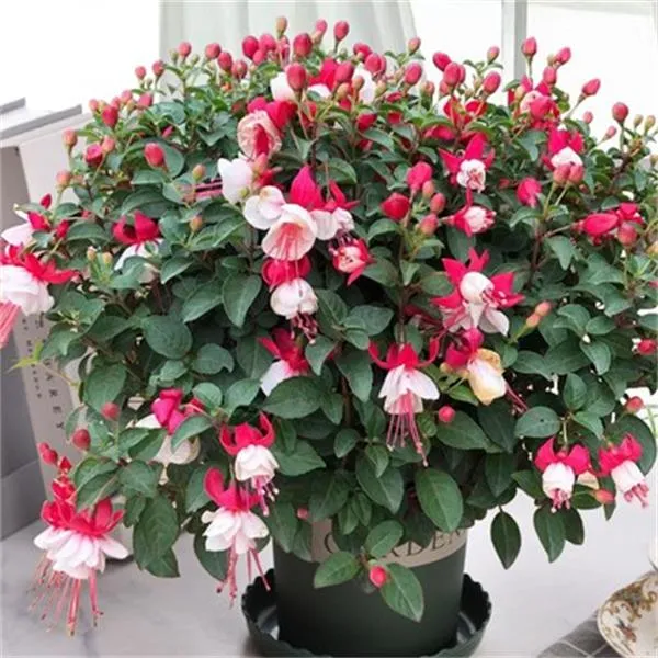 宝莲灯花盆栽倒挂金钟花苗吊钟花室内阳台花期长灯笼花带花苞发货