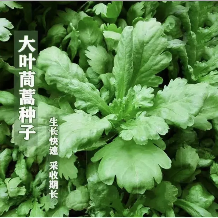 大叶茼蒿小叶茼蒿种子四季种籽秋冬季青菜蔬菜种籽（拍2送1）