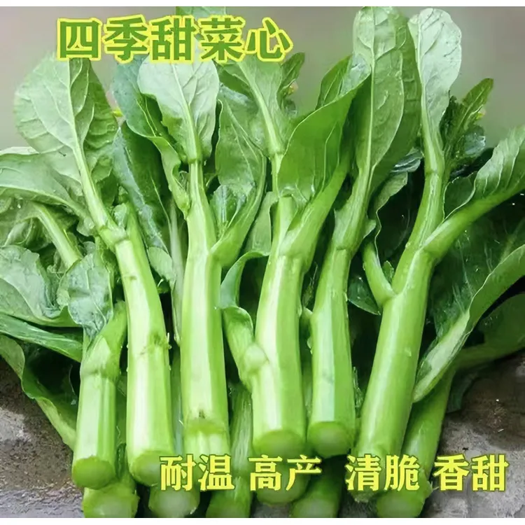 四季甜菜心/四九菜心种子四季种植优质高产蔬菜种种子 【拍2送1】