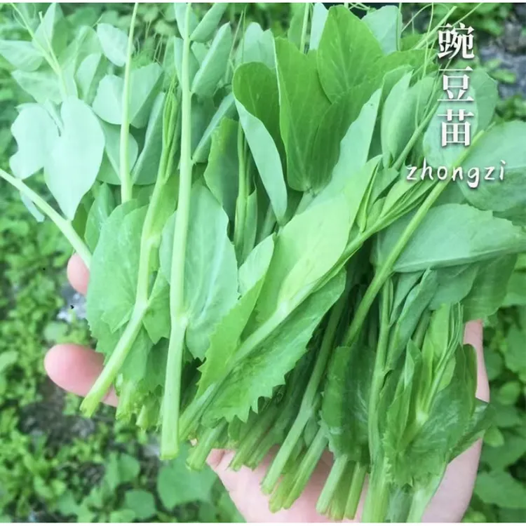 豌豆尖种子 无须豌豆苗种籽盆栽四季农家蔬菜【拍2送1】