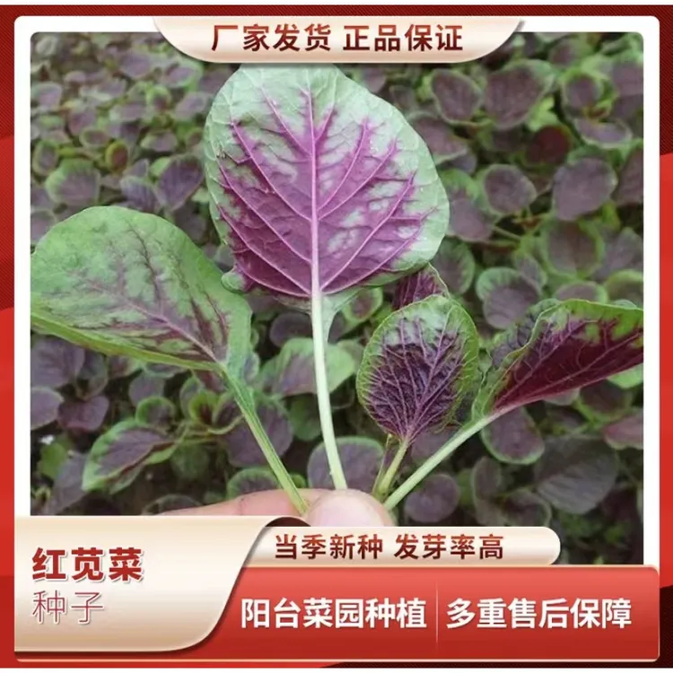 红苋菜种子口感好营养丰富四季种植耐热蔬菜种子各种各样的菜种子