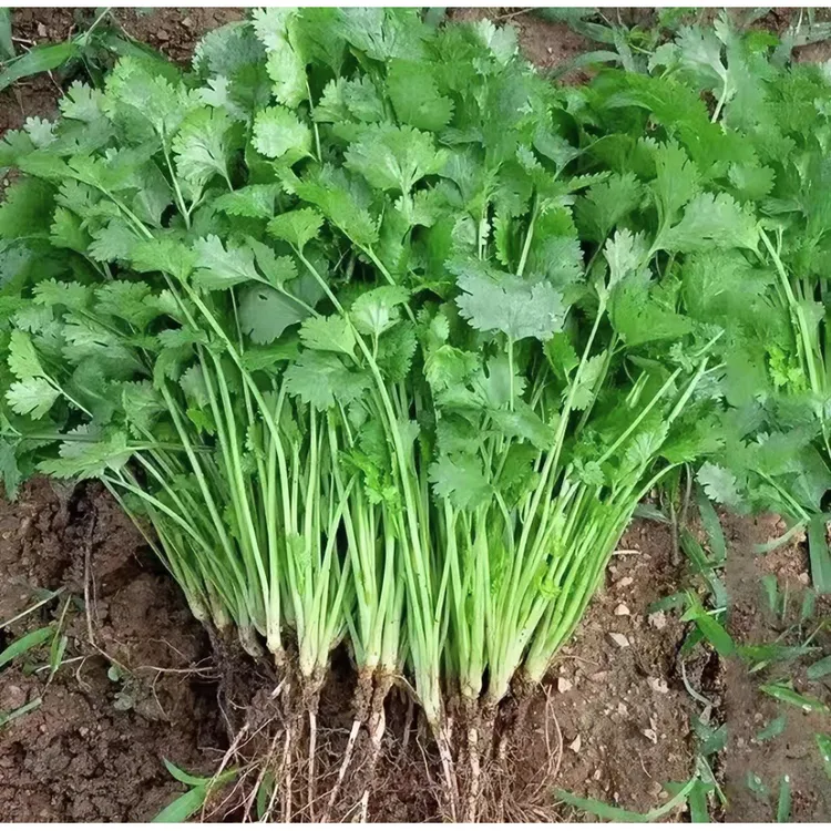 大叶香菜种子 四季盆栽地栽耐抽苔特香工厂直营蔬菜种子（拍2送1）