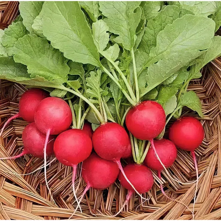 樱桃萝卜种子四季种植盆栽地栽甜脆营养种植简单萝卜种子【拍2送1】