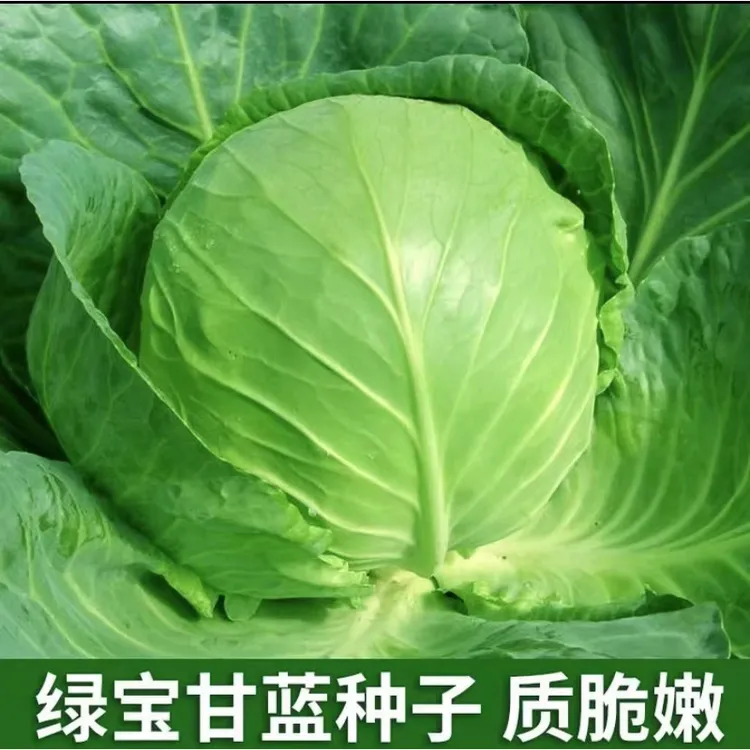 【拍2发3】绿宝石甘蓝种子青菜籽高产早熟甘蓝蔬菜种籽
