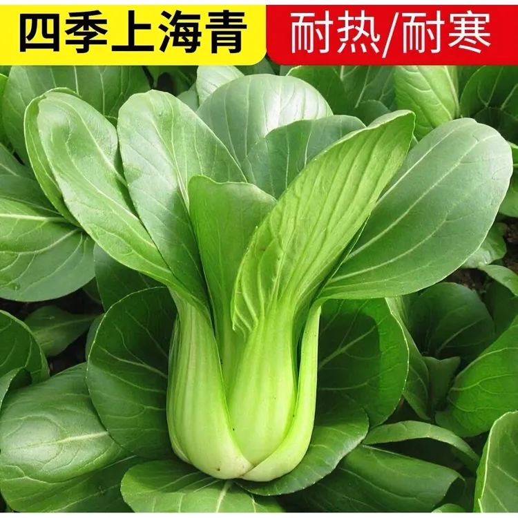 上海青/苏州青种子优选四季耐寒耐热青菜种子