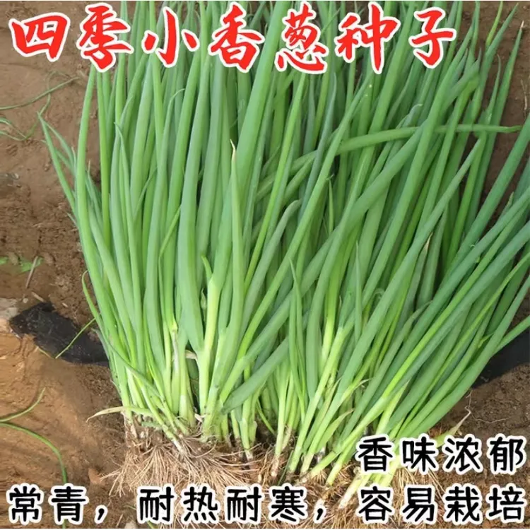 小香葱种子盆栽地栽多次采摘四季种植各种各样的菜种子（拍2送1）