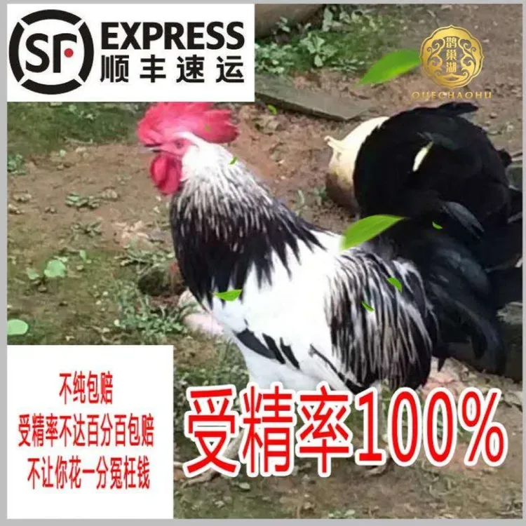 纯种鹊山鸡种蛋受精蛋可孵化小鸡食用土鸡蛋纯天然营养发顺丰