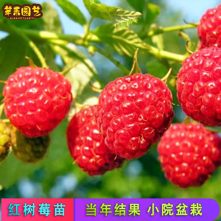 双季红树莓苗 庭院盆栽南北方均可栽种当年结果多年生四季可种植