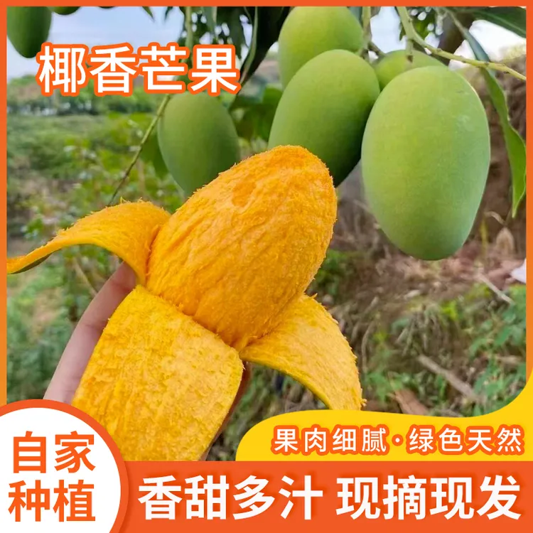 云南鸡蛋芒新鲜椰香芒果当季热带水果5斤9斤永德特产包邮细腻爽滑