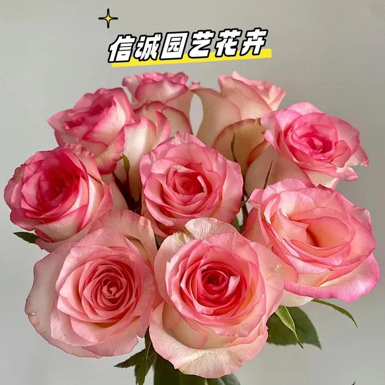 （彩玫系列）全国顺丰包邮爱莎洛神香槟高原红原产地直发鲜切花礼物