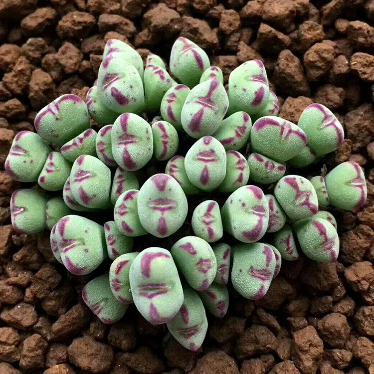 口笛番杏生石花多肉植物花卉绿植盆栽创意微景观开花混合母本繁殖