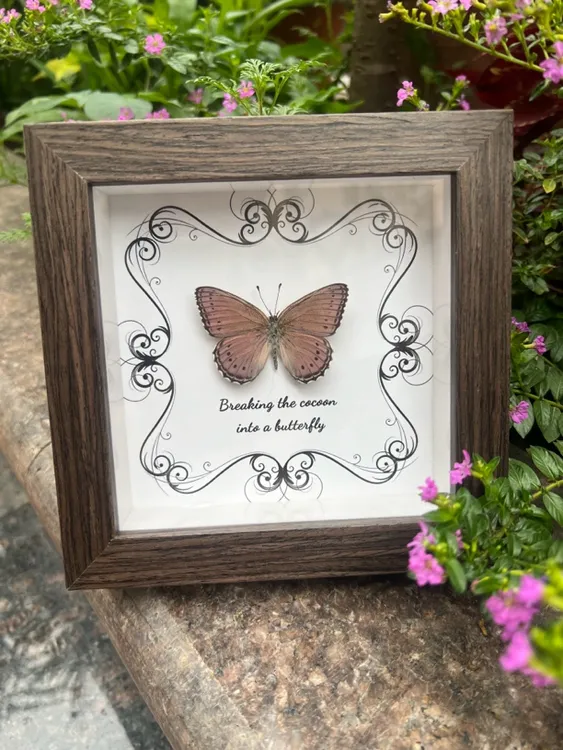 紫星蛱蝶真蝴蝶标本家居装饰画课桌摆件生日情人节礼物