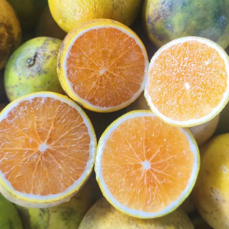 正宗海南绿橙花皮果