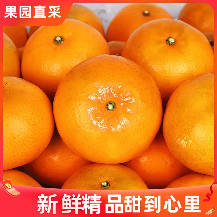 正宗涌泉蜜桔装当季水果甜橘子新鲜桔子现摘现发香甜皮薄爆汁大桔