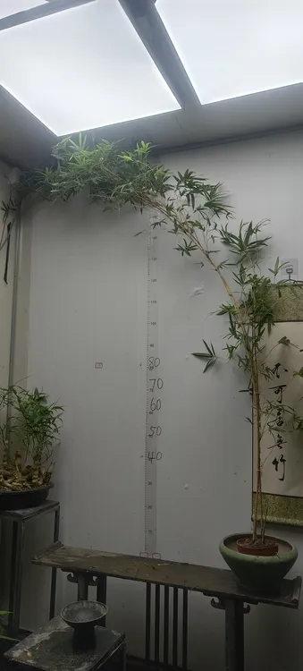 红观音竹罗汉竹绿植室内来自基地一物一拍