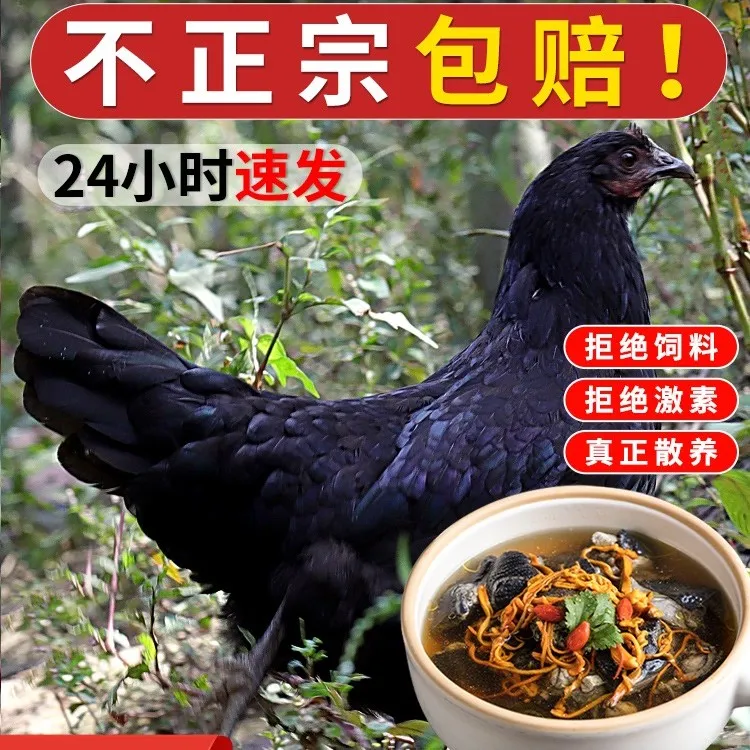 皖南高山散养五黑鸡老乌鸡（杀好净重2-2.5斤）月子病愈专属新鲜