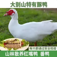 土豚鸭（老番鸭）农户散养精品（带内脏顺丰包邮）