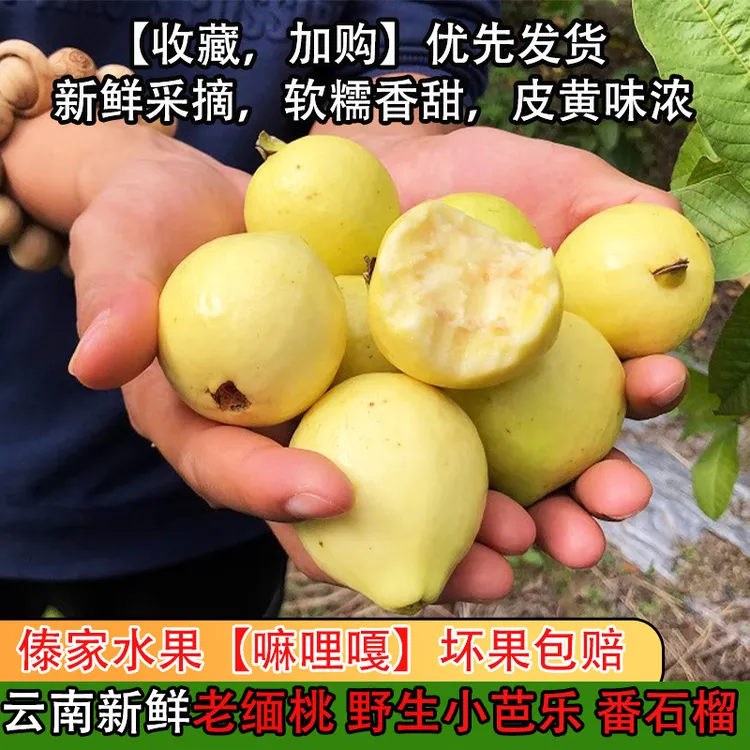 云南老缅桃野生小芭乐珍珠白心牛奶番石榴芭乐果鸡屎果嘛哩嘎500g