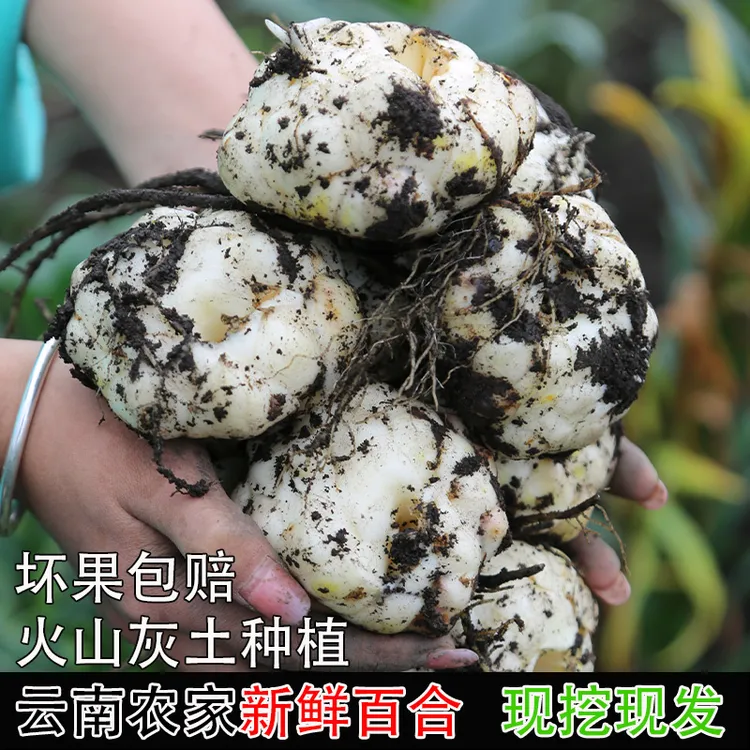 【特大】云南腾冲新鲜百合火山灰土种植食用粉糯重迈甜百合蒜山丹
